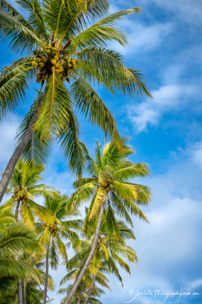 Coconut Palm Trees against the blue sky at Kuto Bay Beach